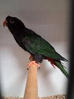 Mooi koppel stella lori 2022 en 2020, Dieren en Toebehoren, Vogels | Parkieten en Papegaaien