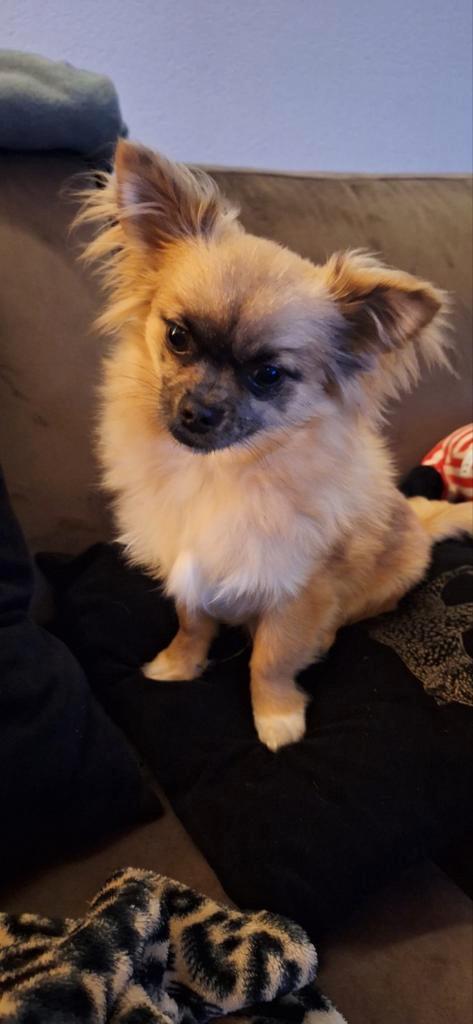 Lieven speelse chihuahua/pomeriaan, Dieren en Toebehoren, Honden | Chihuahua's en Gezelschapshonden, Reu, Chihuahua, Particulier