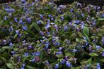 Longkruid (Pulmonaria angustifolia 'Azurea'), Ophalen of Verzenden, Overige soorten, Volle zon