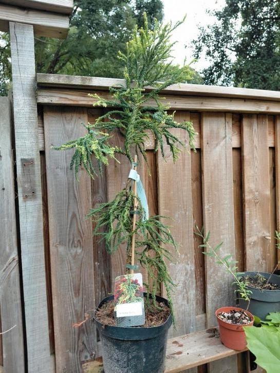 Cryptomeria japonica 'Kyara Gold', Tuin en Terras, Bloembakken en Plantenbakken, Nieuw, Hout, Tuin, 60 cm of meer, 60 tot 100 cm