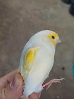kanaries wit geel mozaïek, diverse koppels, Dieren en Toebehoren, Meerdere dieren, Kleurkanarie