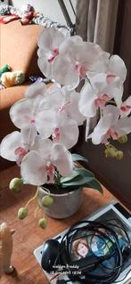 Orchidee, Ophalen
