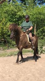 13 jarige knappe Ijslander ruin, Dieren en Toebehoren, Pony's, Gechipt, Ruin, Niet van toepassing, 11 jaar of ouder