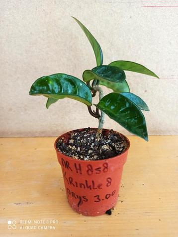 hoya krinkle eight potmaat 6.5 nummer H858 beschikbaar voor biedingen