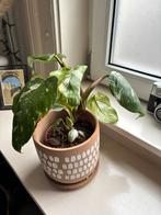 Philodendron White Knight, Ophalen, Overige soorten, Halfschaduw, Minder dan 100 cm