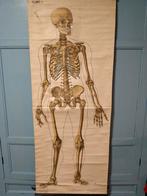 Anatomie poster EHBO, Ophalen, Natuur en Biologie
