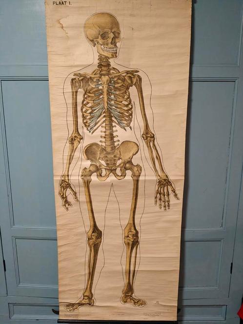 Anatomie poster EHBO, Antiek en Kunst, Antiek | Schoolplaten, Natuur en Biologie, Ophalen