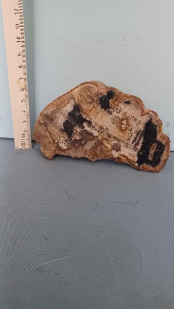 versteend hout  beschikbaar voor biedingen