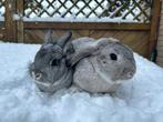 Lief koppeltje konijnen - gecastreerd mannetje met vrouwtje, Dieren en Toebehoren, Konijnen, Meerdere dieren, Hangoor