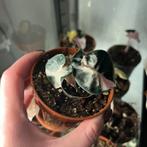 Alocasia balloon heart variegata, Huis en Inrichting, Kamerplanten, Ophalen of Verzenden, Halfschaduw, Minder dan 100 cm