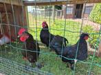 3 hanen, Dieren en Toebehoren, Pluimvee, Mannelijk, Kip