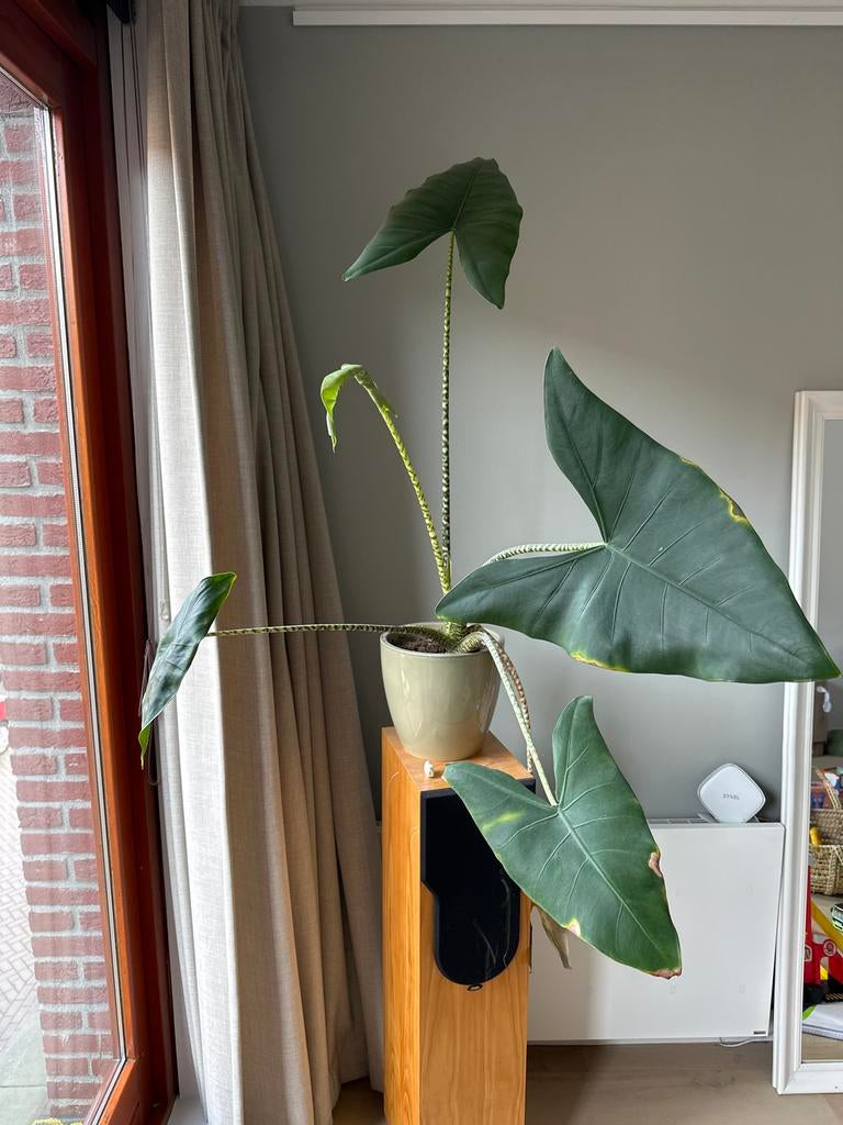 Alocasia Zebrina - Olifantsoor plant, Huis en Inrichting, Ophalen, 100 tot 150 cm, Overige soorten, Halfschaduw