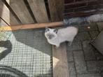 Ragdoll kittens 12 weken, Kater, Ontwormd, 0 tot 2 jaar