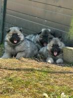 Keeshond puppy’s middelgroot wolfsgrauw, Keeshond, 8 tot 15 weken, Meerdere, Meerdere dieren