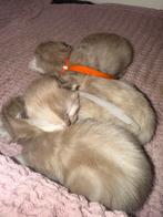 2 nestjes ragdoll kittens met stamboom! Cinn en choc dragers, Meerdere dieren, Gechipt, 0 tot 2 jaar