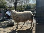 Fries melkschaap ram zwoegervrij, Dieren en Toebehoren, Schapen, Geiten en Varkens, Mannelijk, Schaap, 0 tot 2 jaar