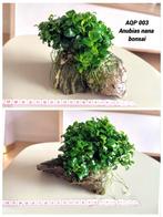 Aquarium plant op seiryu steen & spiderwood, Ophalen, Nieuw, Plant(en), Steen of Hout