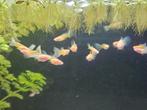 Albino glasbuik guppies, Dieren en Toebehoren, Vis