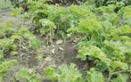 Ɓoerenkoolplanten, Tuin en Terras, Planten | Tuinplanten, Ophalen, Zomer, Volle zon