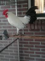 Mooie toom Friese krielen, zilverpel en wit, Meerdere dieren, Kip