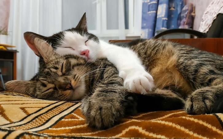Kattenzorg tijdens vakanties, Hobby en Vrije tijd, Overige Hobby en Vrije tijd, Ophalen