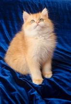 Britse korthaar kittens met stamboom, Dieren en Toebehoren, Kater, Ontwormd, 0 tot 2 jaar
