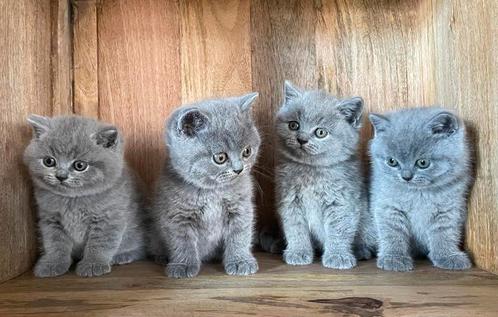 Britse korthaar kittens( mogen volgend weekend weg)‼️, Dieren en Toebehoren, Katten en Kittens | Raskatten | Korthaar, Meerdere dieren