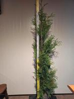 Thuja plicata 'Martin' / haagconifeer, Ophalen, Conifeer, 100 tot 250 cm