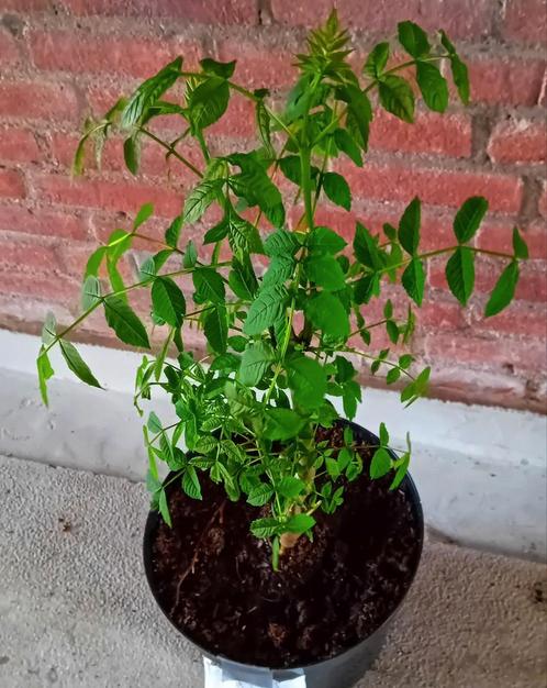 Gewone es boom te koop, Tuin en Terras, Planten | Tuinplanten, Volle zon, Ophalen