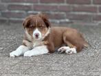 Australian pups geboren op 16 juni., Dieren en Toebehoren, Overige rassen, CDV (hondenziekte), 8 tot 15 weken, Meerdere