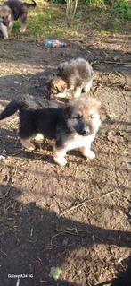 Te koop oudduitser herder pups keer  witte herder, Dieren en Toebehoren, Overige rassen, CDV (hondenziekte), 8 tot 15 weken, Meerdere