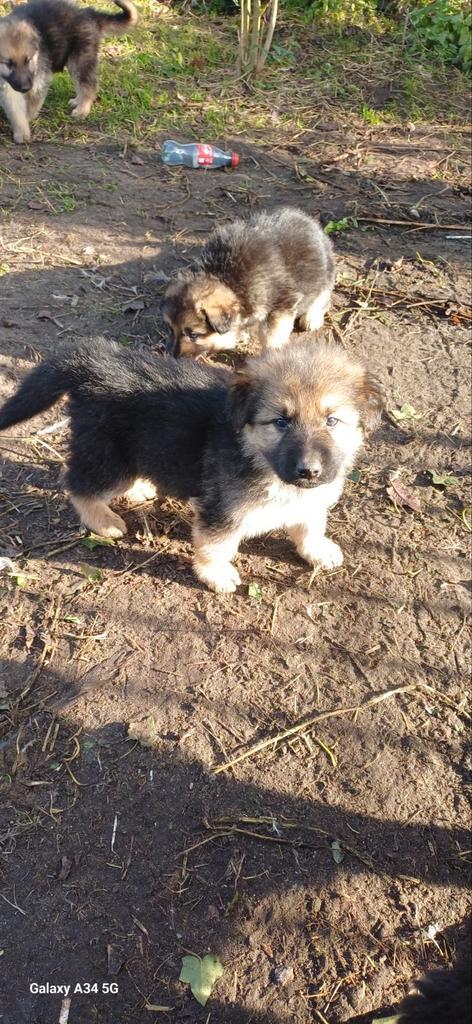 Te koop oudduitser herder pups keer  witte herder, Dieren en Toebehoren, Honden | Chihuahua's en Gezelschapshonden, Meerdere dieren