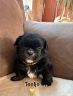 Pekingees pups, Parvo, 8 tot 15 weken, Meerdere, Meerdere dieren