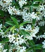 Toscaanse Jasmijn, Tuin en Terras, Volle zon, Vaste plant, Ophalen of Verzenden, Klimplanten