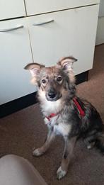 Lieve gestelleriseerde onderdanige pup van 6 maanden, Dieren en Toebehoren, Honden | Niet-rashonden, 15 weken tot 1 jaar, Teef