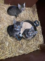 Lieve cypers kittens, Dieren en Toebehoren, Meerdere dieren, Kortharig, 0 tot 2 jaar