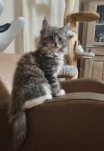 Schitterende Maine Coon Kittens met stamboom, Dieren en Toebehoren, Meerdere dieren, Gechipt, 0 tot 2 jaar