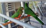 Koningsparkiet, Dieren en Toebehoren, Meerdere dieren, Parkiet, Geringd