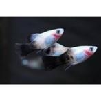 Platy panda - Koidream Valburg
