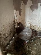 Twee duiven van deze foto, Dieren en Toebehoren, Vogels | Duiven, Meerdere dieren, Postduif