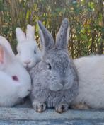 Schitterend nestje jonge Vlaamse reuzen reus 1 november 2025, Meerdere dieren, Groot, 0 tot 2 jaar