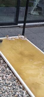 Blonde blauwvleugeltaling, Meerdere dieren, Eend