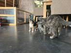 Kittens te koop!, Dieren en Toebehoren, Katten en Kittens | Overige Katten, Poes