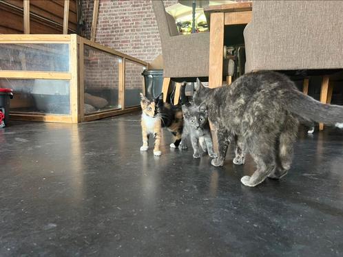 Kittens te koop!, Dieren en Toebehoren, Katten en Kittens | Overige Katten, Poes