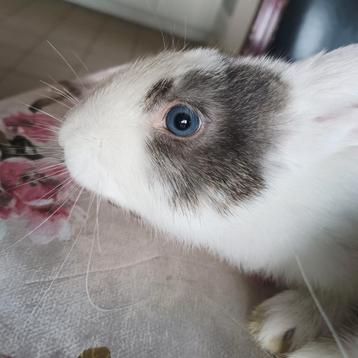 Duitse Reus Kruising met bruine oog en blauw oog.Zeldzaam! beschikbaar voor biedingen