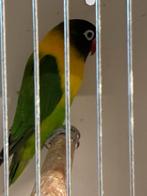 Agapornis, Geslacht onbekend