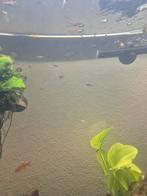 Jonge Guppen te Koop, Dieren en Toebehoren, Vis