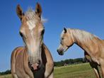2 haflinger hengstveulens, Minder dan 160 cm, Niet van toepassing, 0 tot 2 jaar, Hengst