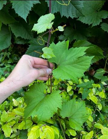 Druivenbladeren, uzum yapragi.SARMALIK beschikbaar voor biedingen