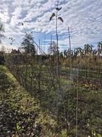 Kwee, kweeperen in verschillende soorten, Lente, Overige soorten, Ophalen of Verzenden, Halfschaduw